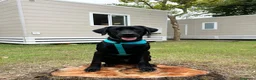 Labrador cani per accoppiamento: Labrador retriever "americano" per accoppiamento  - Annuncio 5