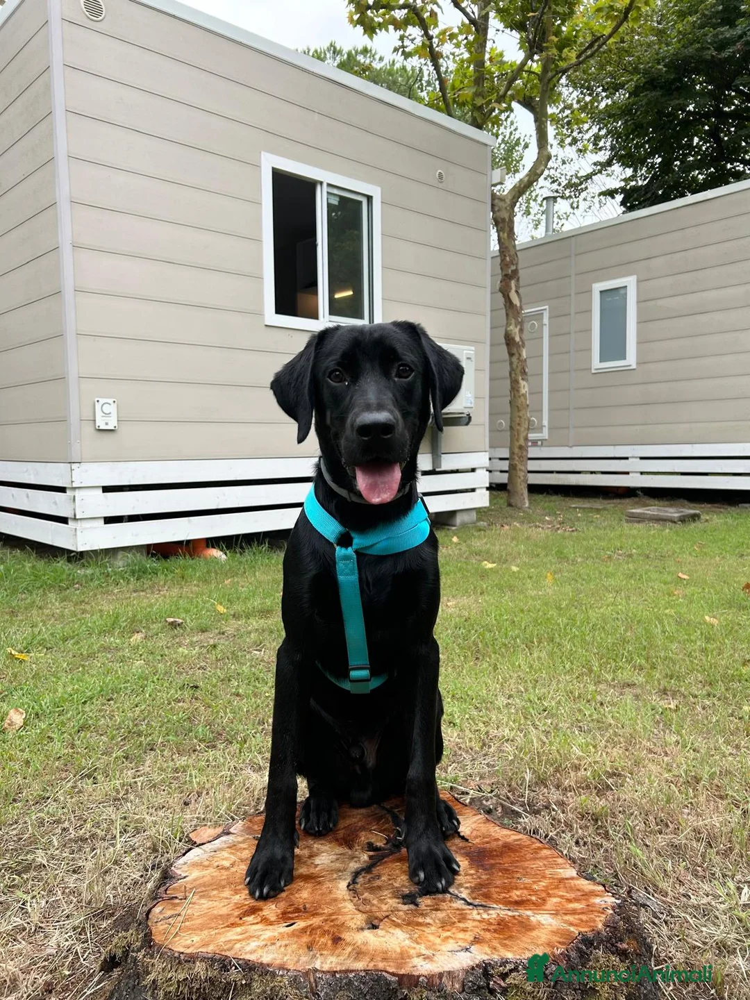 Labrador cani per accoppiamento: Labrador retriever "americano" per accoppiamento  - Annuncio 5