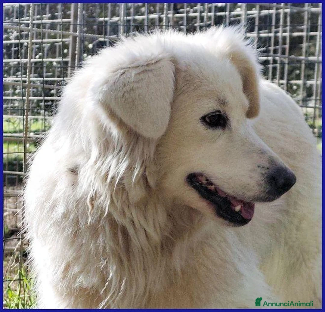 Meticcio cani in regalo: UFFA giovane e bellissima tg media - Annuncio 5