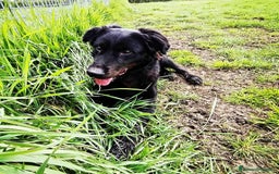 Labrador cani in regalo: ANTONIA, mix labradorina cioccolato a Provincia di Latina - Immagine 6
