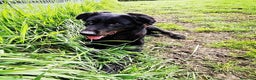 Labrador cani in regalo: ANTONIA, mix labradorina cioccolato a Provincia di Latina - Annuncio 6