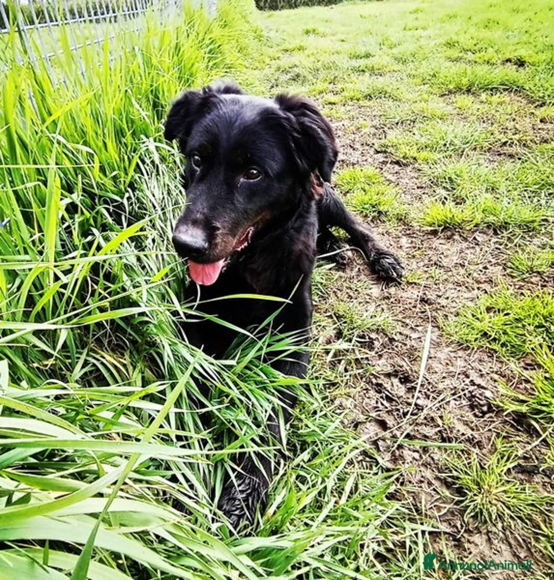 Labrador cani in regalo: ANTONIA, mix labradorina cioccolato a Provincia di Latina - Immagine 6