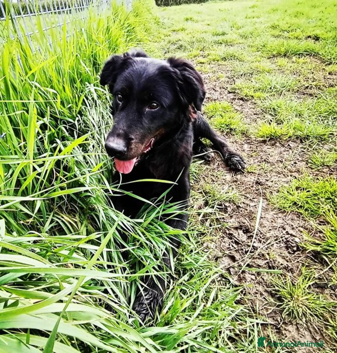 Labrador cani in regalo: ANTONIA, mix labradorina cioccolato a Provincia di Latina - Annuncio 6