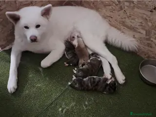 Akita Inu cani Cuccioli di Akita inu - Annuncio 1