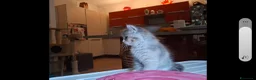 Siberiano gatti in vendita: Gattina Siberiana con PEDIGREE a Città Metropolitana di Bologna - Annuncio 5