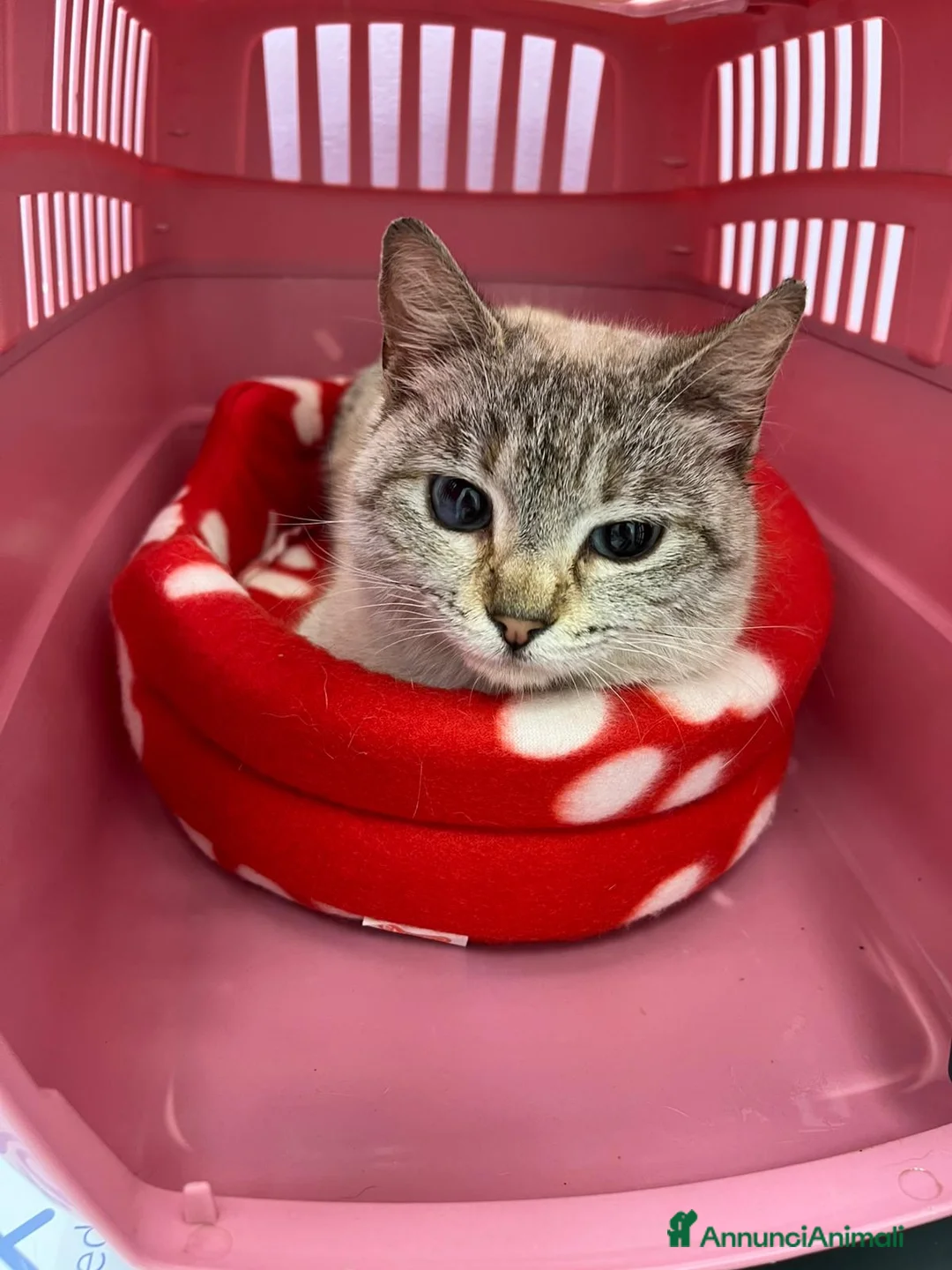 Siamese gatti in regalo: Gattina incrocio siamese occhi azzurri - Annuncio 9