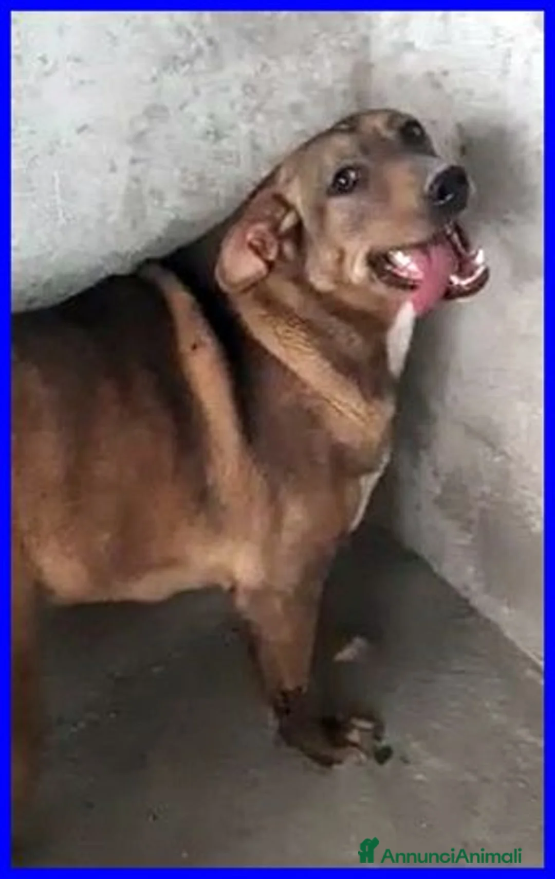 Meticcio cani in regalo: STOCCOLMA dolce patatona - Annuncio 6
