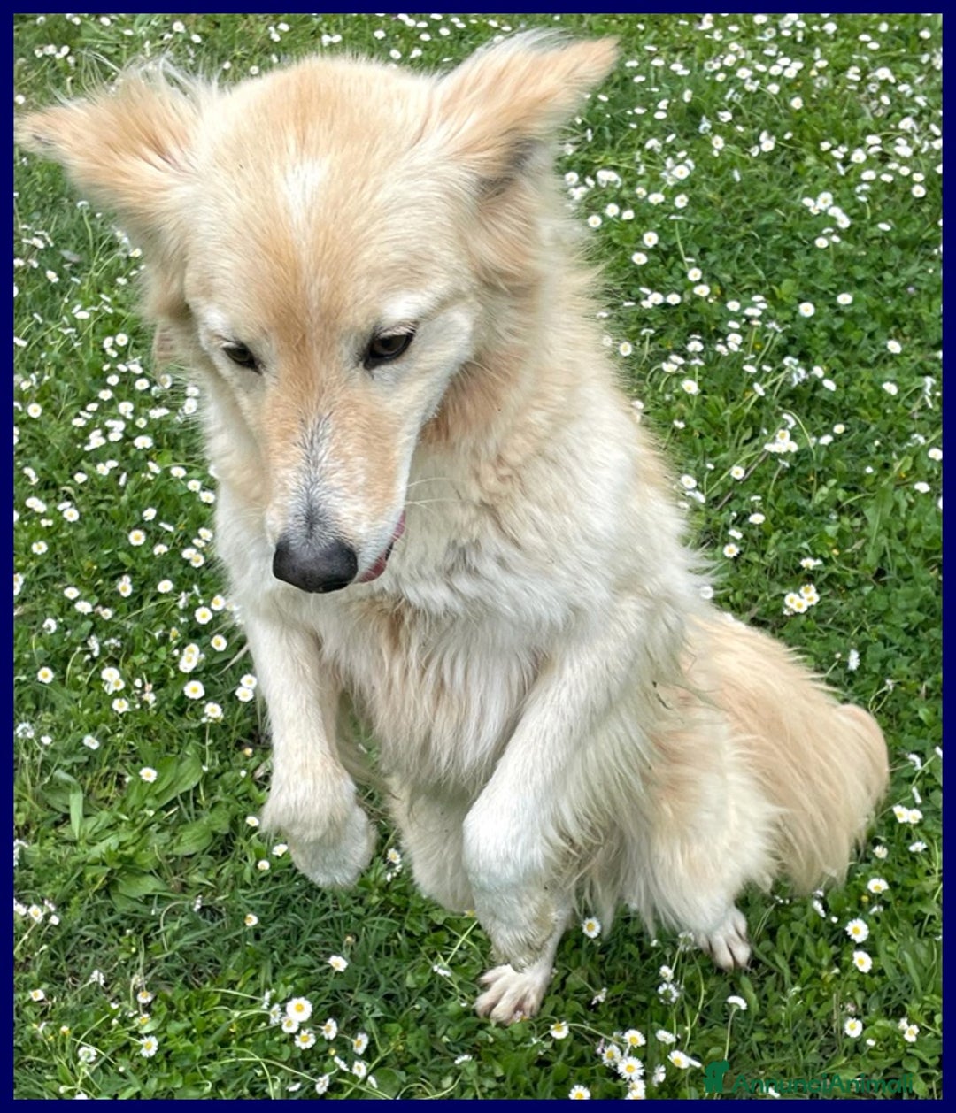 Meticcio cani in regalo: LUCKY-COTONE, IL NOSTRO ANGELO PELOSO, ASPETTA ANC a Città metropolitana di Milano - Annuncio 10