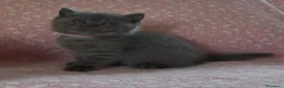 Scottish gatti in vendita: Scottish fold e straight  - Annuncio 22
