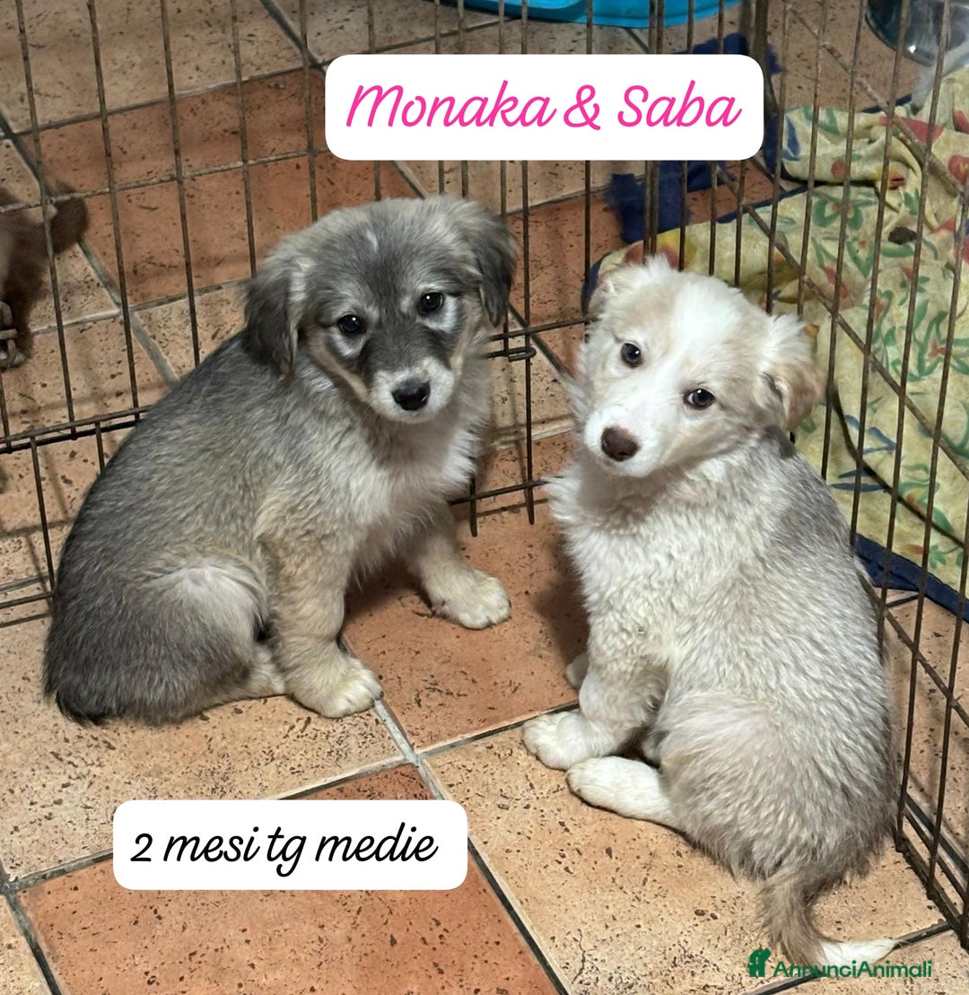 Meticcio cani in regalo: Adotta un cucciolo senza casa  - Annuncio 2