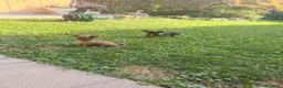 Chihuahua cani in vendita: Cucciolo di chihuahua - Annuncio 3