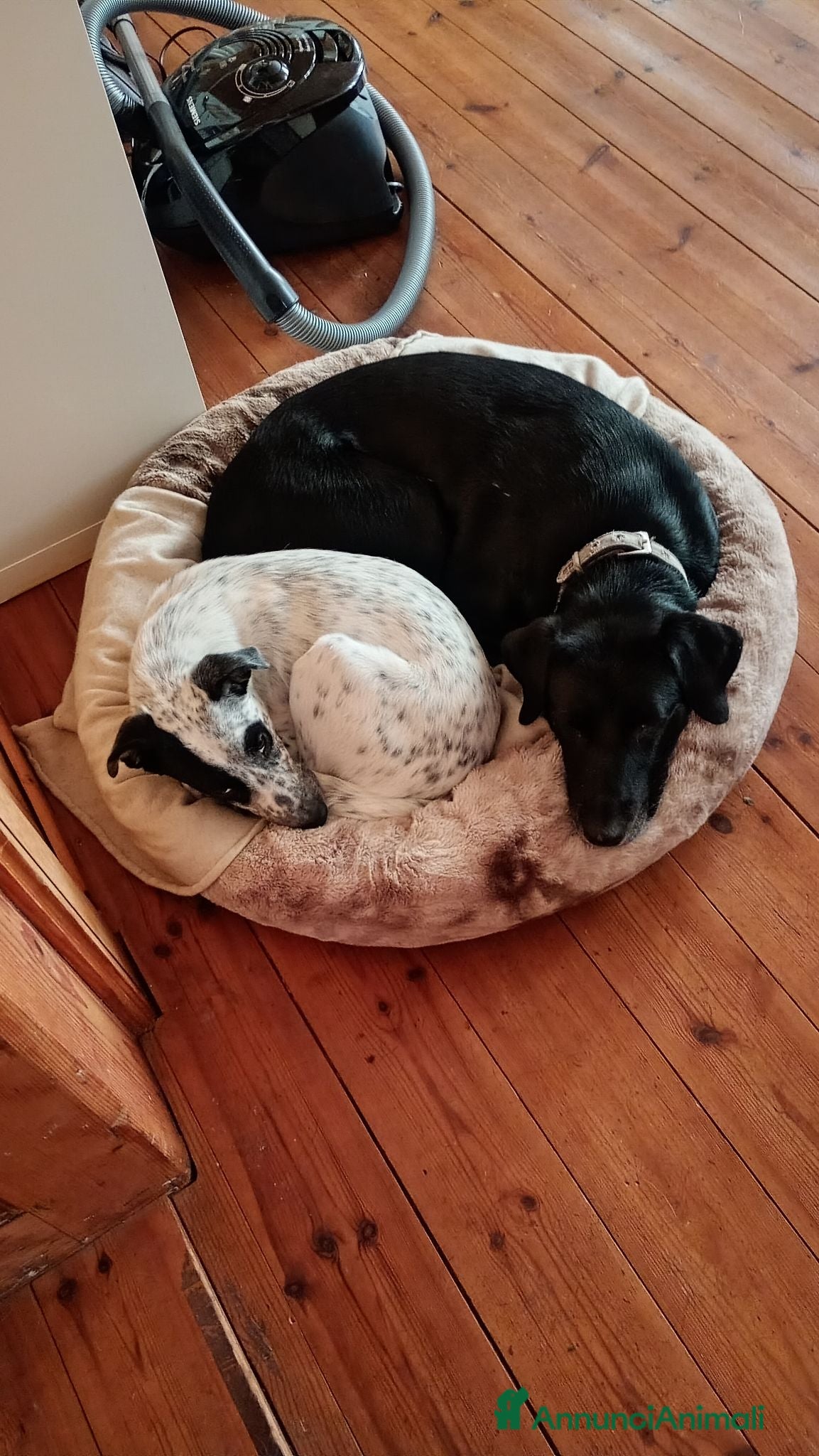 Meticcio cani Coppia die cuccioli  - Annuncio 8