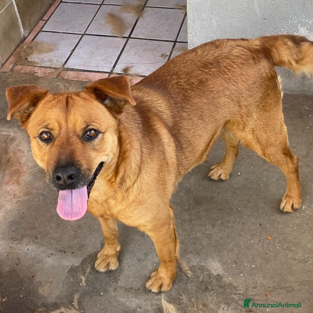 Meticcio cani in regalo: Alanis dolce cagnolina 2 anni cerca casa! a Provincia di Latina - Annuncio 3