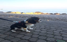 Cavalier King cani in vendita: Cavalier king charles spaniel di 1 anno a Provincia di Vicenza - Immagine 3