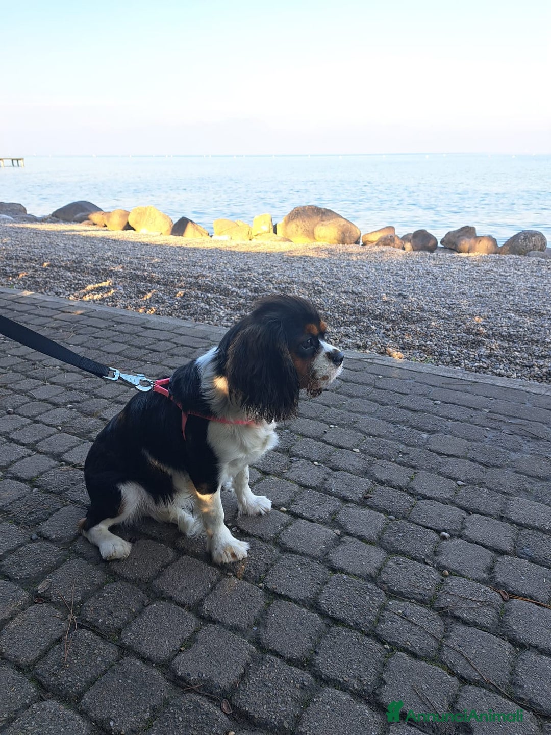 Cavalier King cani in vendita: Cavalier king charles spaniel di 1 anno a Provincia di Vicenza - Immagine 3