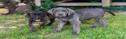 Cane Corso cani in vendita: Cuccioli di Cane Corso pronti per la consegna - Annuncio 4
