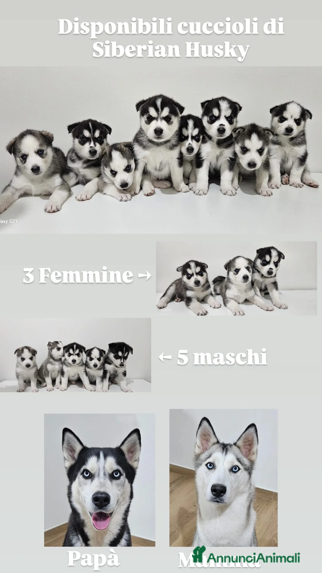 Husky cani in vendita: Cuccioli di siberian husky  - Annuncio 10