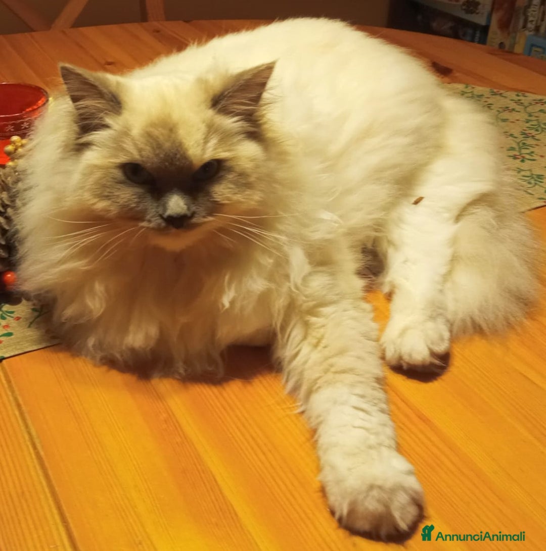 Ragdoll gatti per accoppiamento: Cerco disperatamente compagno per micina Ragdoll - Annuncio 8