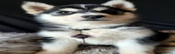Husky cani in vendita: SIBERIAN HUSKY CUCCIOLATA CON PEDIGREE  - Annuncio 10