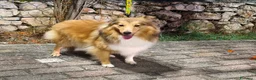 Shetland Sheepdog cani in vendita: femmina adulta shetland di 2 anni  - Annuncio 5