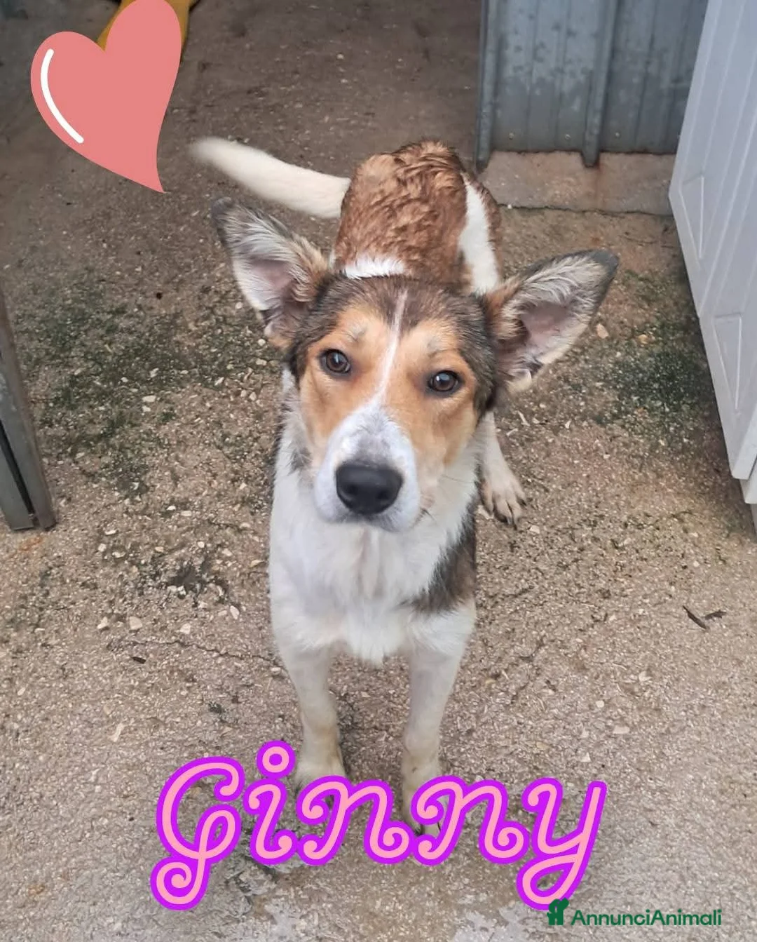 Meticcio cani in regalo: GINNY cucciola già mamma - Annuncio 1