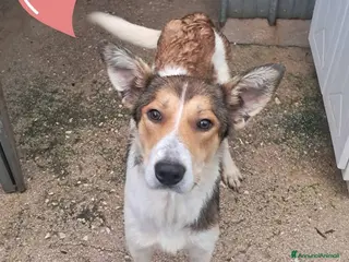 Meticcio cani GINNY cucciola già mamma - Annuncio 15