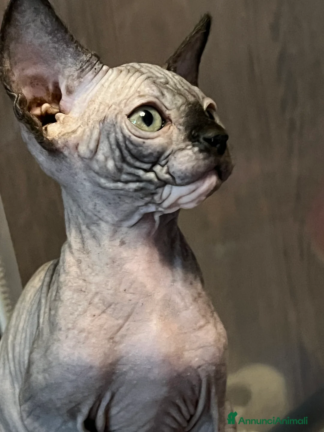 Sphynx gatti in vendita: Sphynx  a Città metropolitana di Roma Capitale - Annuncio 5