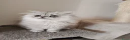 Persiano gatti in vendita: Cucciola persiana  - Annuncio 7