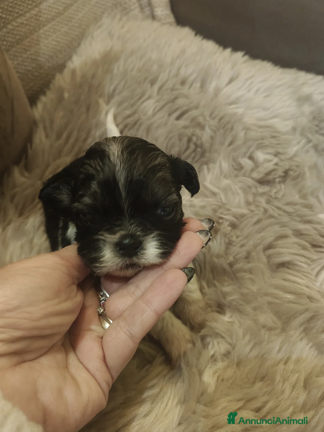 Shih Tzu cani in vendita: Cuccioli Shitzu  - Annuncio 2