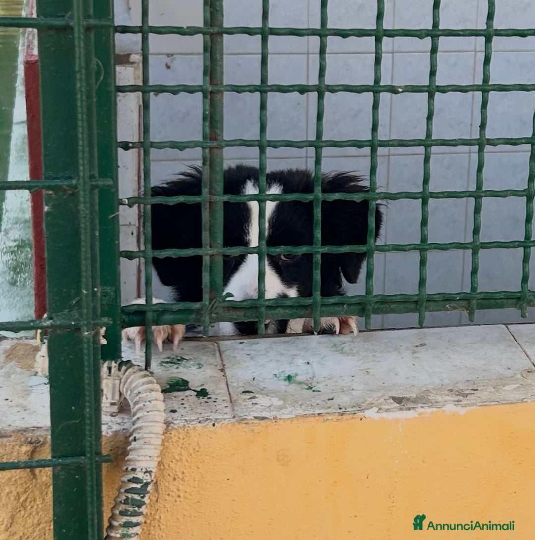 Border Collie cani in regalo: IL DOLCISSIMO SUGAR CERCA CASA - Annuncio 1