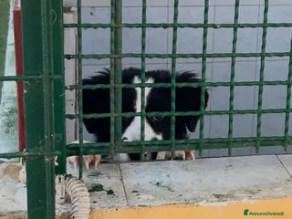 Border Collie cani IL DOLCISSIMO SUGAR CERCA CASA - Annuncio 14