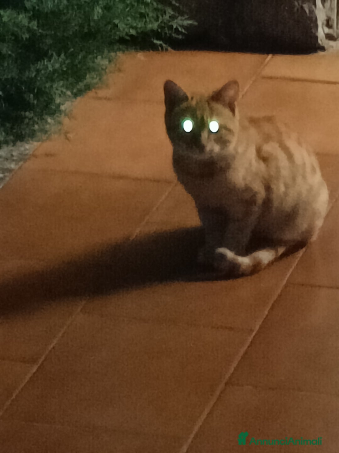 Altre razze gatti in regalo: Adozione gatti piccoli randagi - Annuncio 7