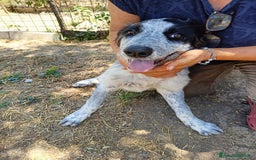 Meticcio cani in regalo: BERNA  a Provincia di Avellino - Immagine 2