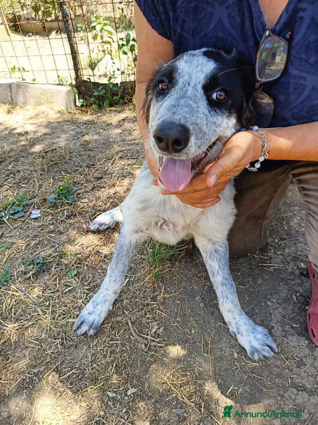 Meticcio cani in regalo: BERNA  a Provincia di Avellino - Annuncio 2