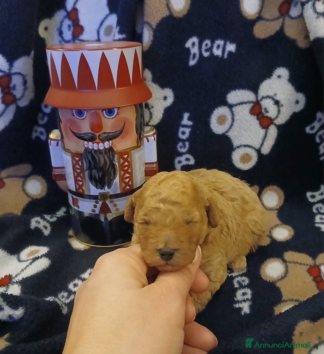 Barboncino Toy cani in vendita: Barboncini toy  - Annuncio 8