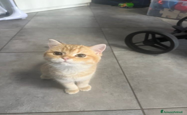 British gatti a Città Metropolitana di Torino - Annuncio 4