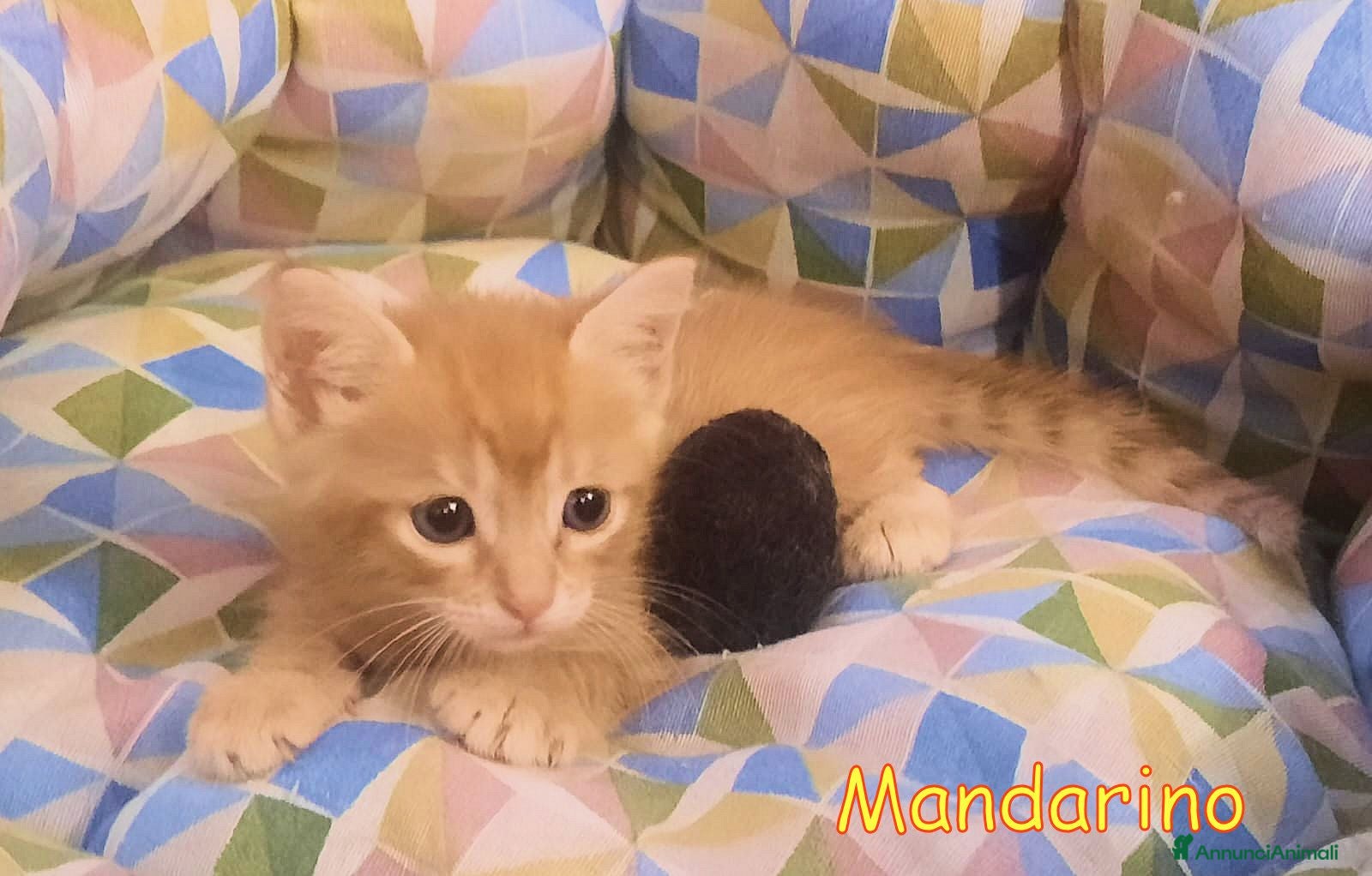 Europeo gatti 🍊 MANDARINO CERCA CASA 🍊 - Annuncio 39
