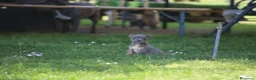 Pitbull cani in vendita: Pit Bull con pedigree anche a rate  - Annuncio 27