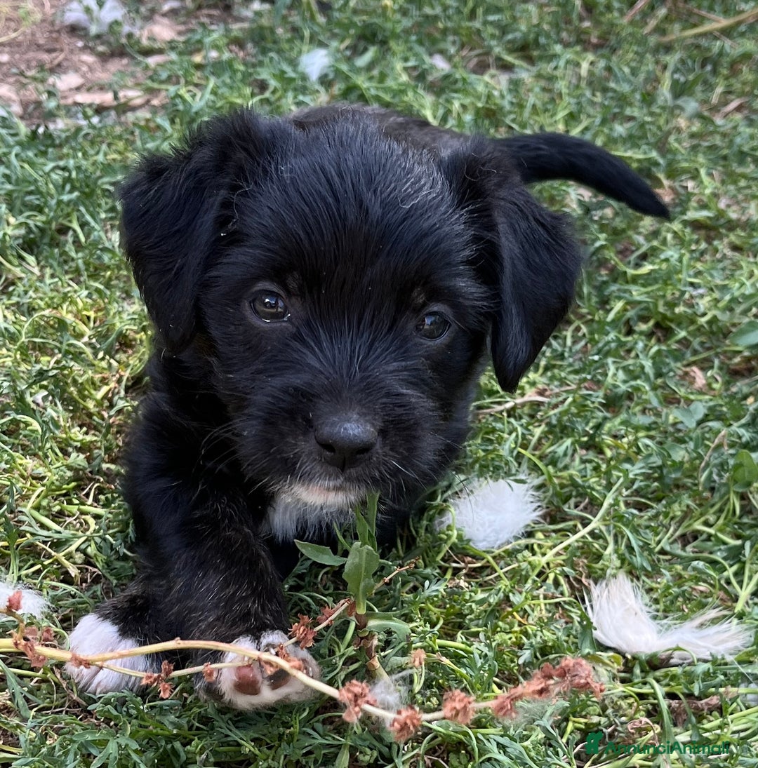 Altre razze cani in regalo: cuccioli incroccio pincher a Provincia di Sassari - Immagine 6