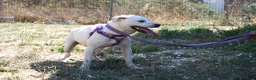 Meticcio cani in regalo: Zack stupendo e dolce cucciolo in adozione  - Annuncio 3
