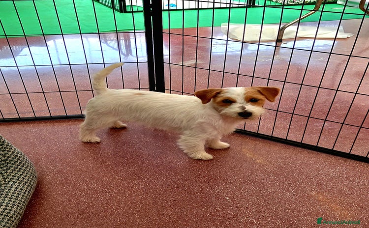 Jack Russell cani - Annuncio 1