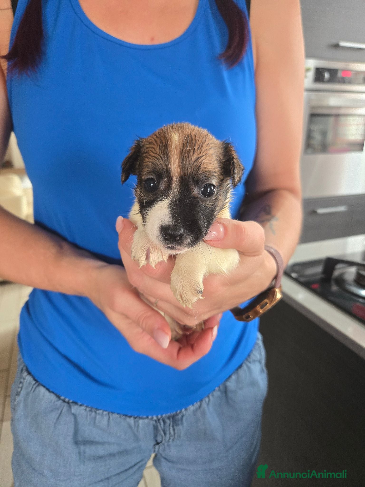 Jack Russell cani Cuccioli jack russel terrier - Annuncio 1