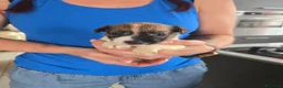 Jack Russell cani in vendita: Cuccioli jack russel terrier - Annuncio 1
