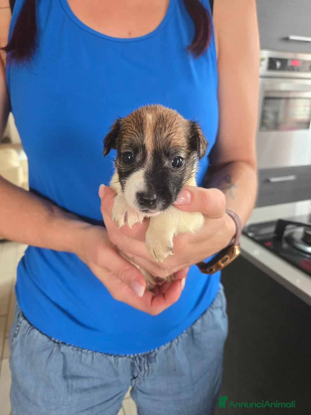 Jack Russell cani in vendita: Cuccioli jack russel terrier - Annuncio 1