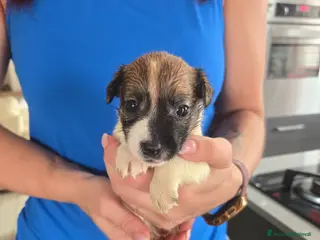 Jack Russell cani Cuccioli jack russel terrier - Annuncio 1