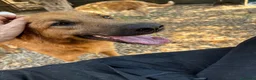 Meticcio cani in regalo: 11 mesi, carattere splendido  - Annuncio 1