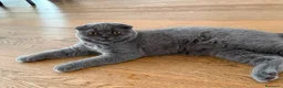 British gatti in vendita: Quattro piccoli British cercano casa 🐾 - Annuncio 31