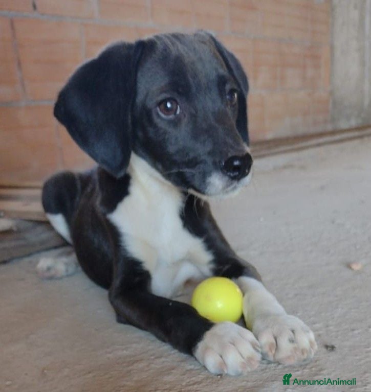 Segugio cani in regalo: Ciao a tutti da Timmy 3 mesi di dolcezza (Catania  - Annuncio 2