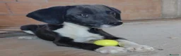 Segugio cani in regalo: Ciao a tutti da Timmy 3 mesi di dolcezza (Catania  - Annuncio 1