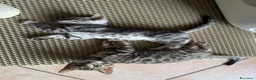 Bengala gatti in vendita: Cuccioli bengala  - Annuncio 7